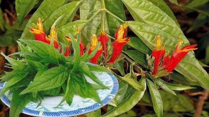 Cây Bìm Bịp (Xương Khỉ) Chữa Bệnh Gì? Khám Phá Công Dụng Quý